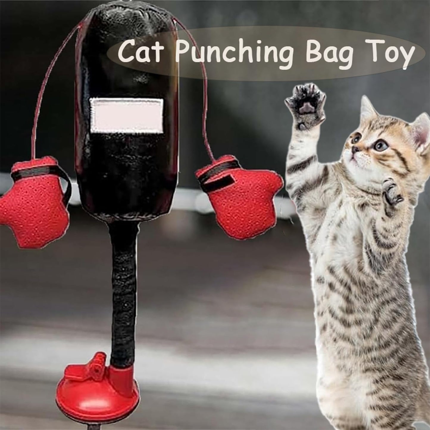 😸 Let Your Kitty Become a Little Boxer!