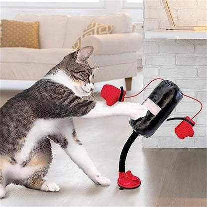 😸 Let Your Kitty Become a Little Boxer!